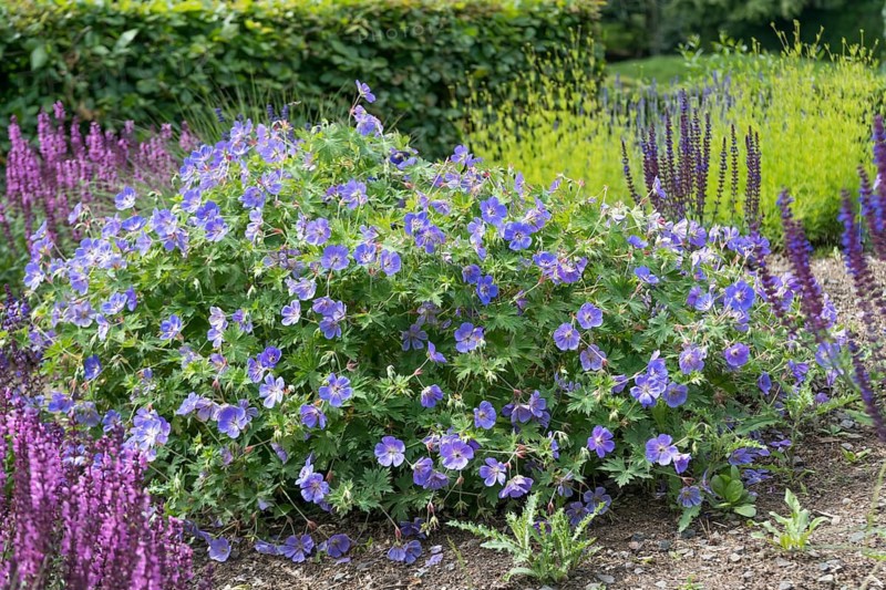 Cranesbill (Geranium ROZANNE), Schloss Dyck, Federal Republic of Germany