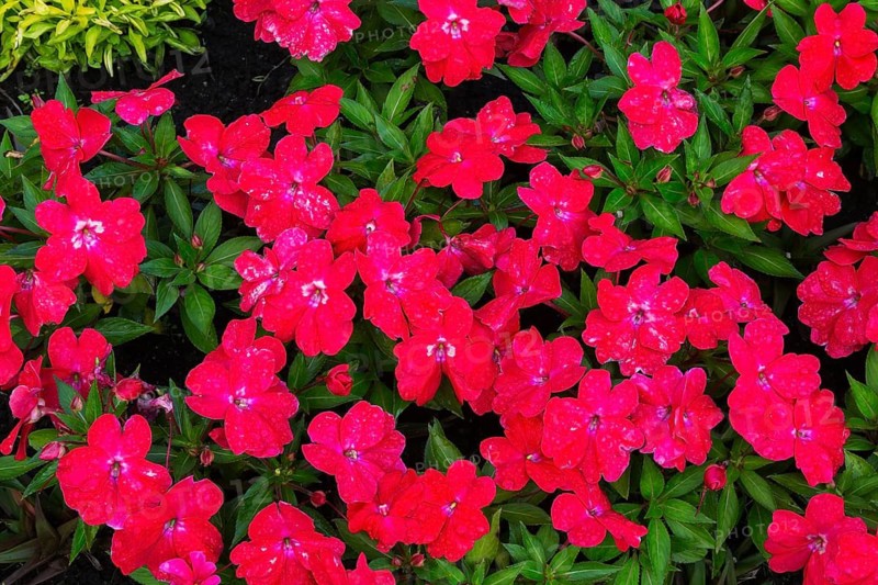 Close-up of red Impatiens, Balsam flowers in summer, Quebec, Canada