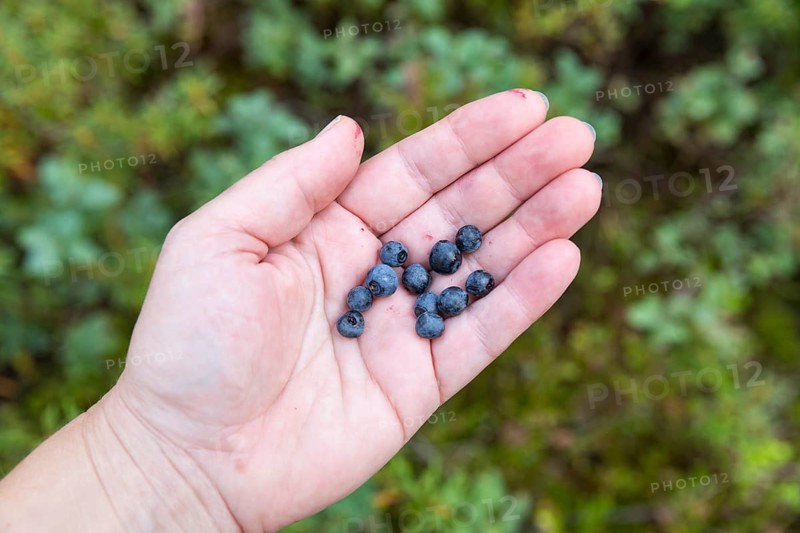 The ripe berries of the blueberry (Vaccinium myrtillus) are dark blue in your hand, Sweden