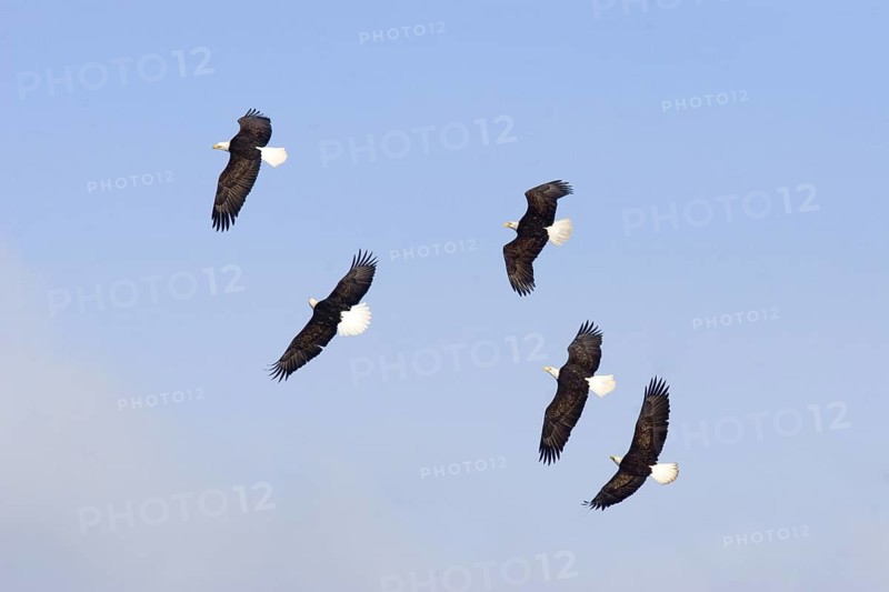 Bald Eagle Haliaeetus leucocephalus Homer, ALASKA, USA February Five adults chasing one eagle with fish. Accipitridae