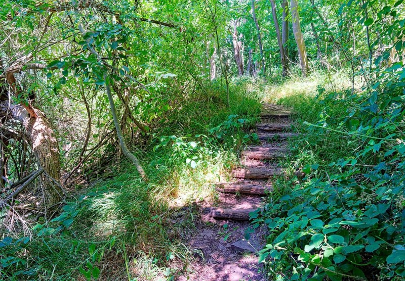 Steep climb on a narrow footpath, hiking trail, to the Bismarck Tower. Linse, Bodenwerder, Weser Hills, Lower Saxony, Germany