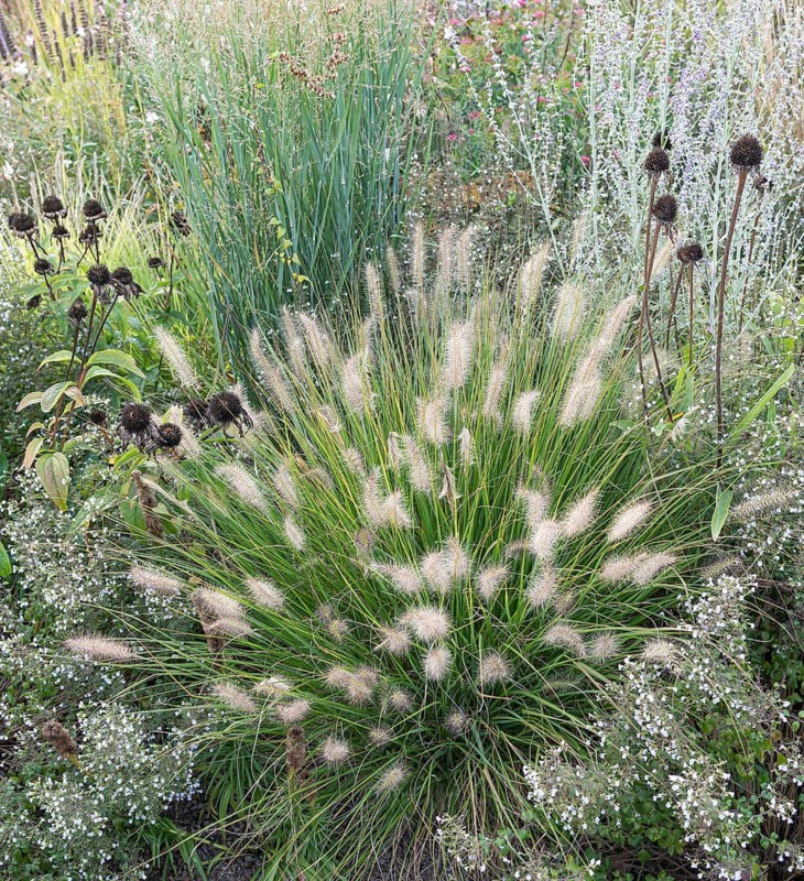 Lamp-cleaning grass (Pennisetum alopecuroides 'Little Bunny'),  Germany