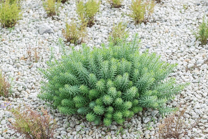 Steppe spurge (Euphorbia seguieriana subsp. niciciana)