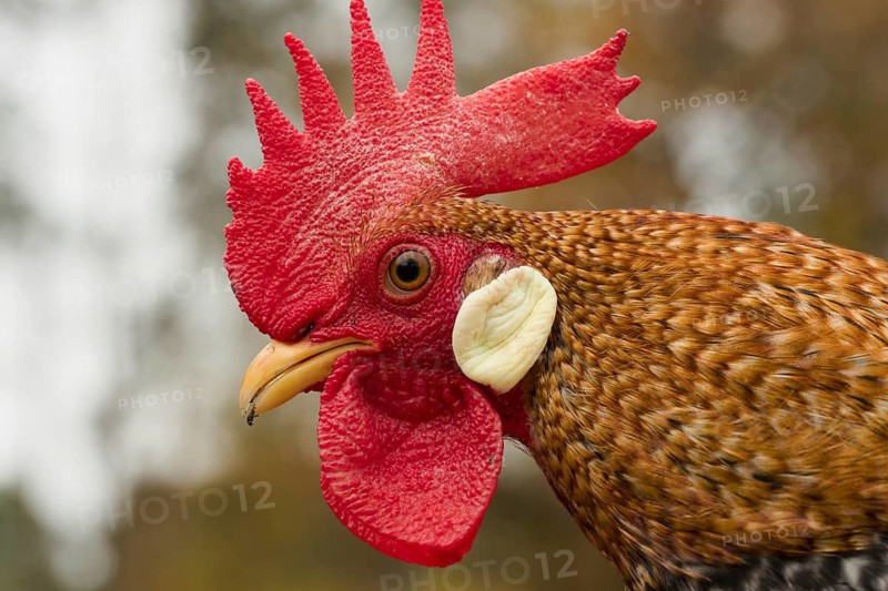 Animals, birds, chickenbird, rooster, portrait, head, dwarf Italian breed, color