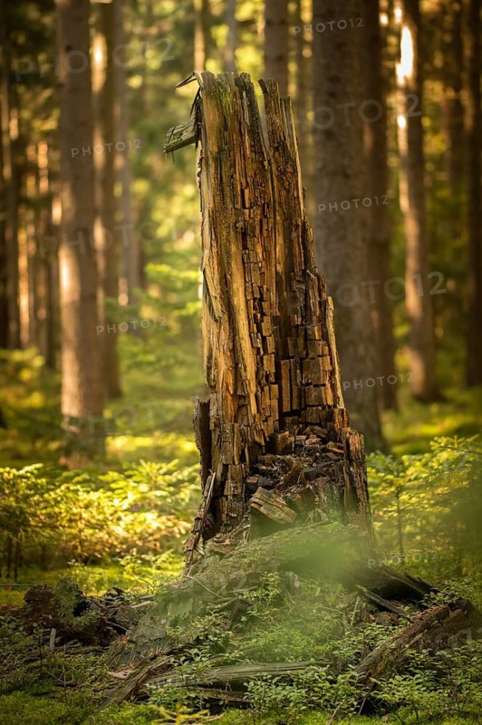 Tree, trees, deadwood, high size, portrait, dead wood, tree, forest, wood