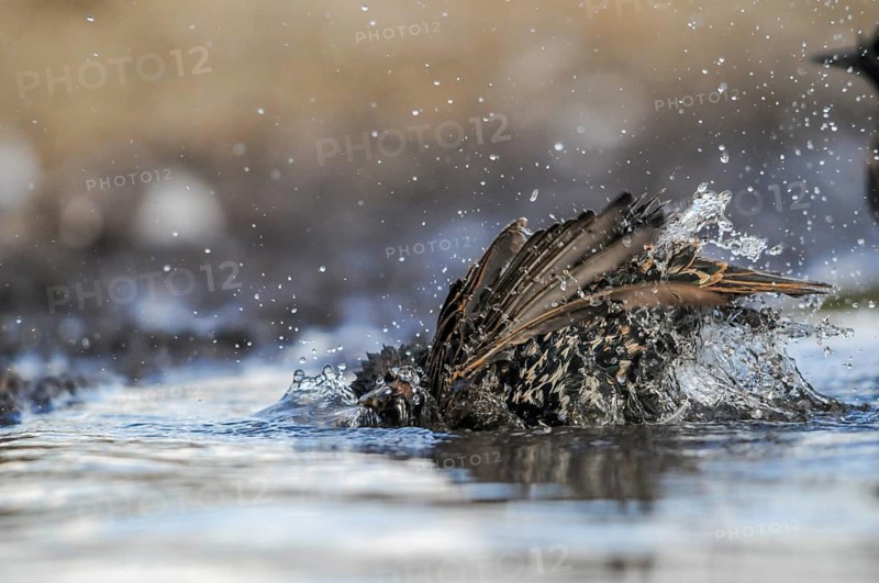Star, Starling, Sturnus Vulgaris, Bath, Birds, Passeri, Songbirds, Potions, Birds, Watering Place