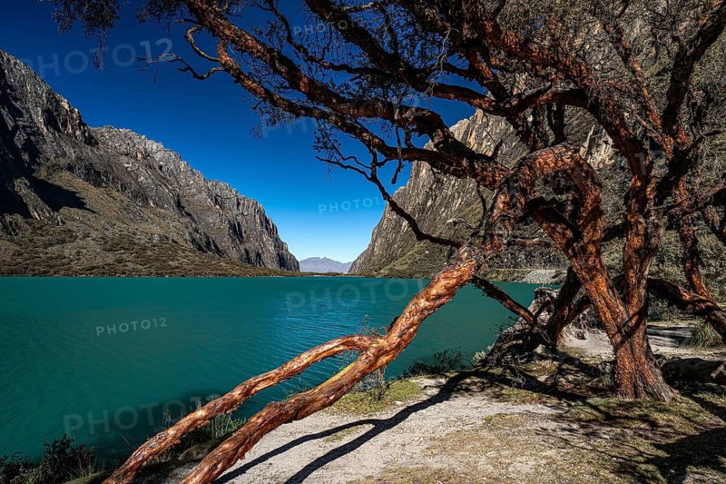 Turquoise Laguna Llanganuco with polylepis tree, also paper tree, in Huascaran National Park, mountainous landscape, Cordillera Blanca, Andes, northern Peru, Peru, South America