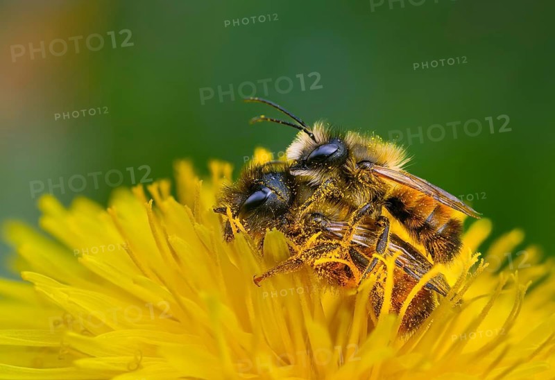 Apidae, bees, horned mason bee, hymenoptera, mason bee, osmia cornuta, insects, copula, mating