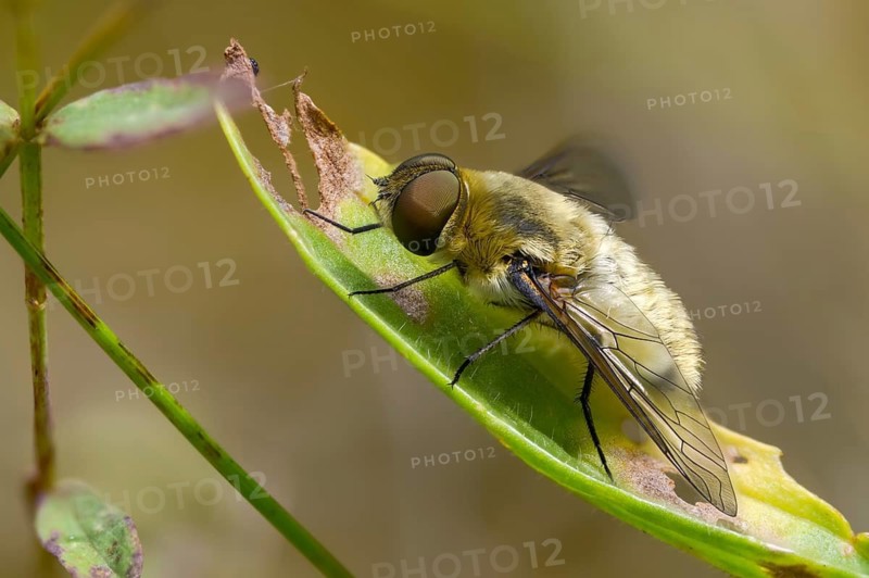 Bombyliidae, Hottentot Bee Fly, Villa Hottentotta, Woolswear, Diptera, Insects, Insects, Two-winged Birds