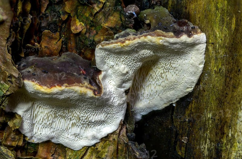Tree sponge, spruce porling, fomes marginatus, fomitopsis pinicola, pine porling, red-banded polypore, red-belted polypore, red-edged tree sponge, red-edged porling, ungulina marginata, white-edged tree sponge, fungi, mushrooms, red-belted conk