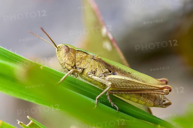 Acrididae, Caelifera, Chorthippus dorsatus, field locusts, gomphocerinae, short-feeler, steppe grasshopper, meadow grasshopper, grasshopper, grasshoppers, insects, female