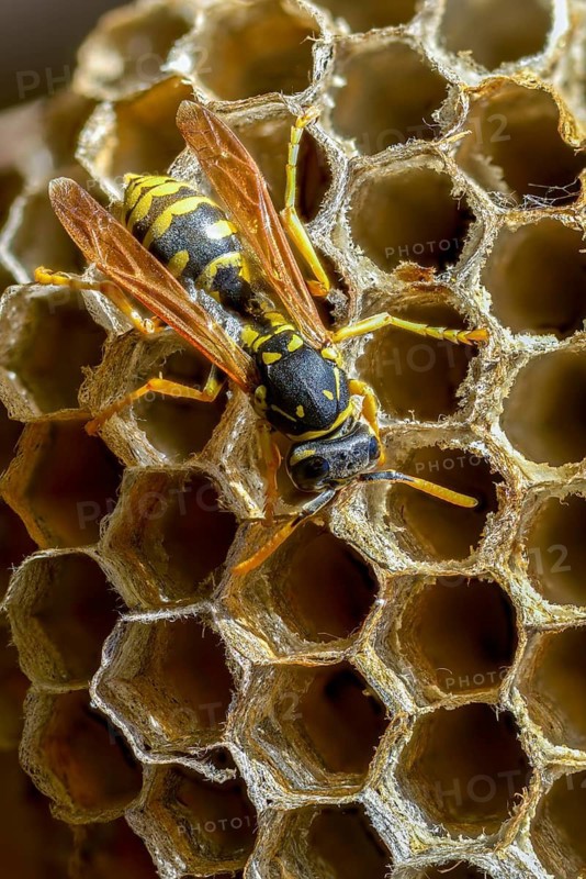 Brighter-colored paper wasp, French field wasp, gallic field wasp, house field wasp, hymenoptera, polistes dominula, vespidae, wrinkle wasp, field wasp, high size, portrait format, insects, insects