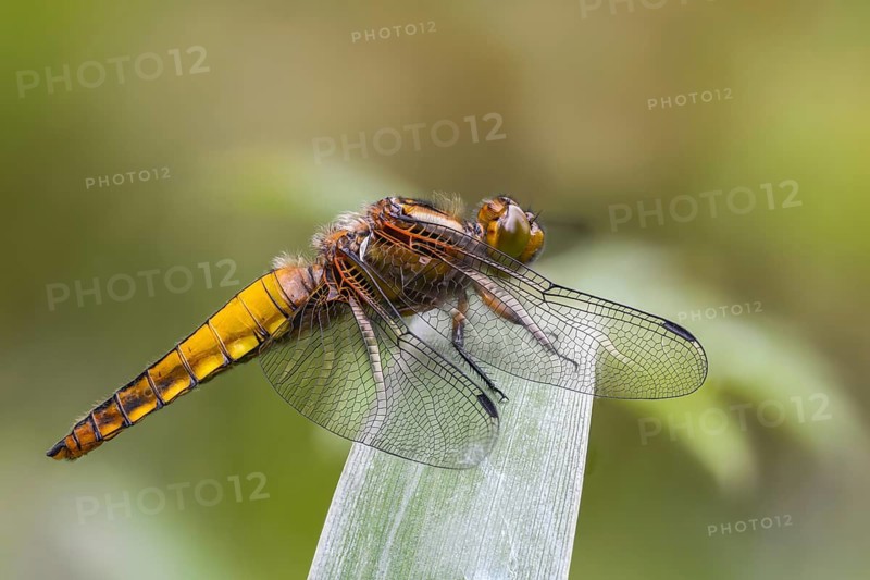 Broad-bodied chaser, Libellula depressa, flatbelly, anisoptera, dragonflies, freshly hatched, insects, dragonflies, odonata, hatching, hatching