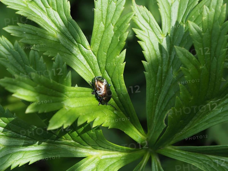 A shiny insect, the golden leaf beetle (Chrysolina fastuosa), close-up on a green leaf, Goms, Canton of Valais, Switzerland