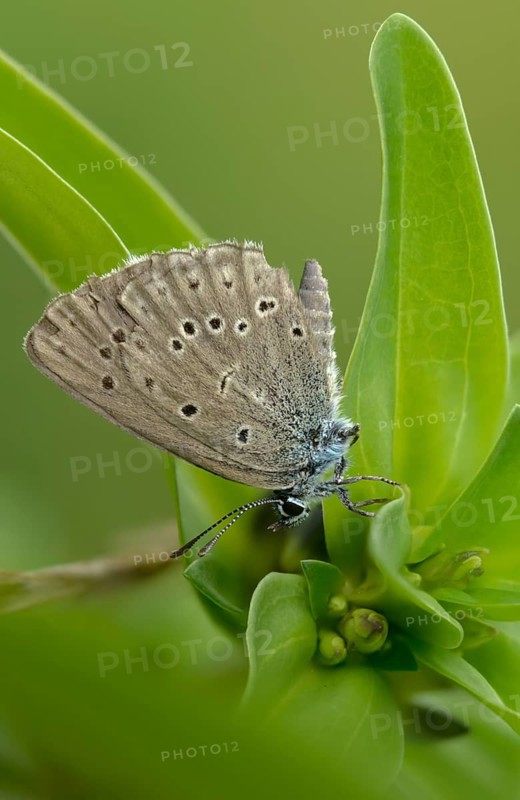 Glaucopsyche Alcon ssp. rebeli, glaucopsyche rebeli, cruciferous ant blue, maculinea rebeli, phengaris alcon ssp. rebeli, phengaris rebeli, butterfly, female, high size, portrait format, insects, butterfly, butterflies, butterflies, butterflies, butterflies, female