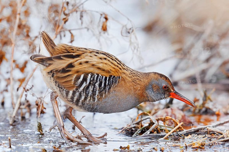 Water rail (Rallus aquaticus) foraging in winter, North Rhine-Westphalia, Germany