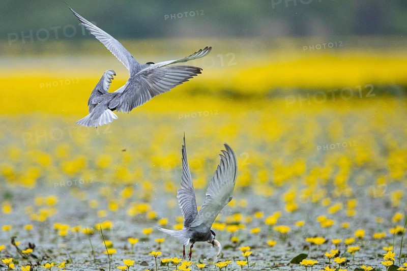White-bearded Tern (Chlidonias hybridus) Hungary