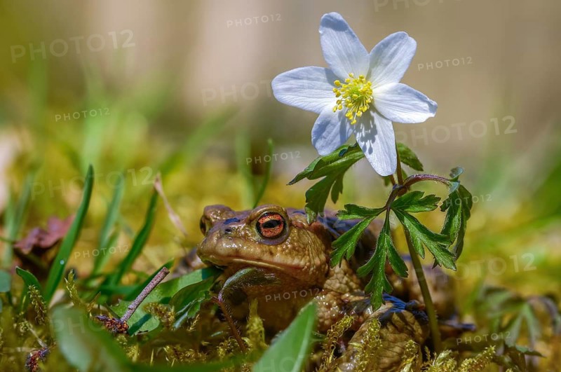 Bufo bufo, common toad, amphibians, amphibians, amphibians, amphibians