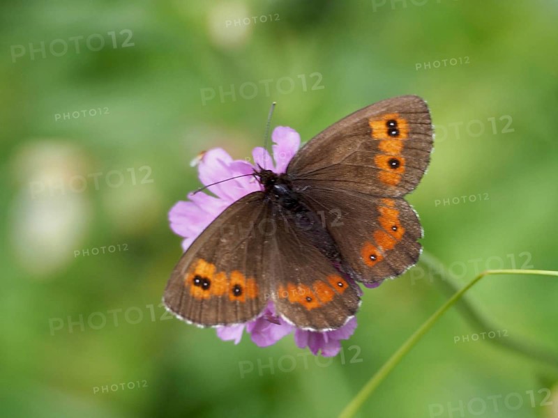 A brown butterfly with orange spots, the Round-eyed Brown (Erebia medusa), perched on a purple flower, photographed in its natural habitat, Goms, Canton of Valais, Switzerland