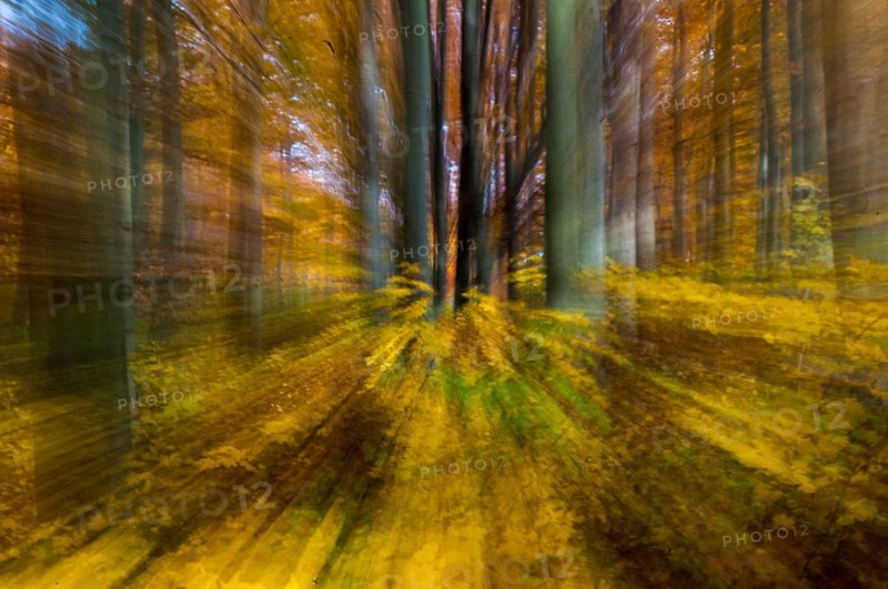 Atmosphere, autumn, tree, beech forest, trees, autumn, landscape, deciduous forest, mood, tree, forest, wood