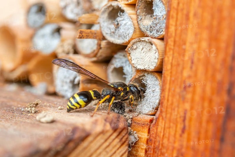 Large stem wasp, hymenoptera, clay wasp, wall clay wasp, Odynerus nidulator, Symmorphus murarius, wrinkle wasp, female, insects, female