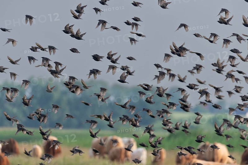 Artiodactyla, bos primigenius taurus, cattle, even-toed ungulate, Germany, large Schwerin, domestic cattle, Mecklenburg, cloven-hoofed, starling, sturnus vulgaris, birds, domesticated animals, extensive grazing, pet, cow, mammals, Müritz, nature reserve, passeri, cattle, swarm, songbirds, songbirds, mammals, flock of birds, birds