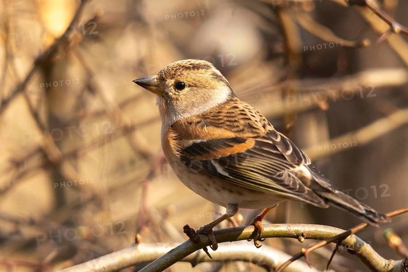 Mountain finch, brambling, fringilla montifringilla, birds, passeri, songbirds, birds