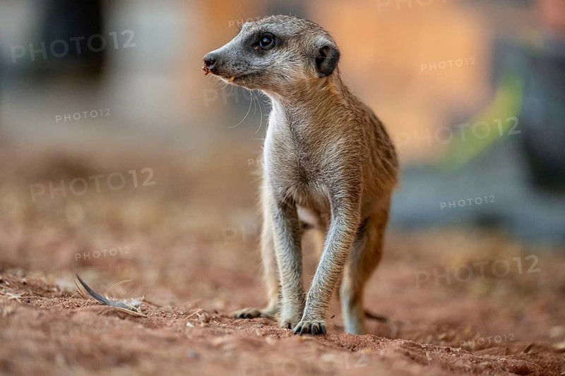 Meerkat (Suricatta suricata), Kgalagadi Transfrontier Park, Northern Cape, South Africa