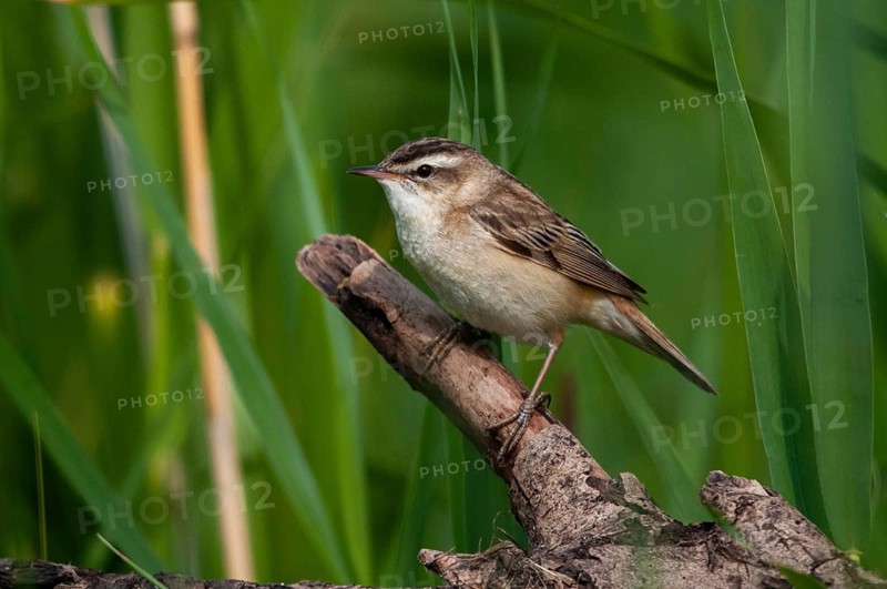 Acrocephalus Schoenobaenus, Sedge Warbler, Birds, Passeri, Songbirds, Birds, Warbler