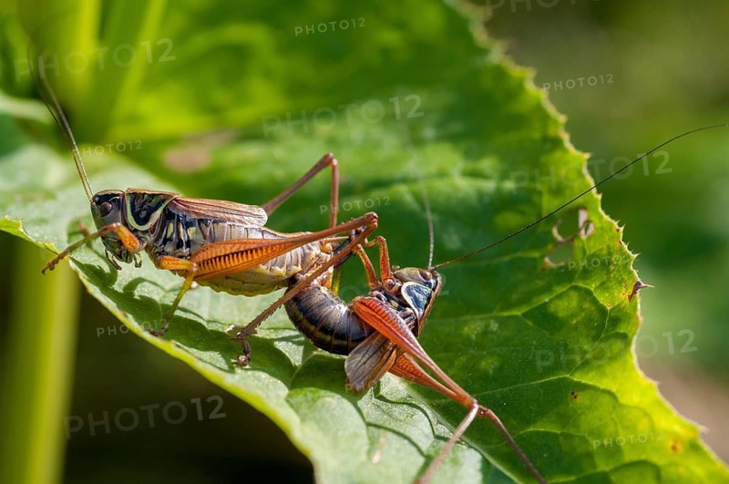 Grasshoppers, deciduous locusts, Metrioptera roeselii, Roesel's bush cricket, Roeseliana roeselii, roesels bite scare, bog bush cricket, couple, ensifera, grasshoppers, grasshoppers, insects, copula, long-feeler scare, mating, couple, mating, couple, mating, pairing