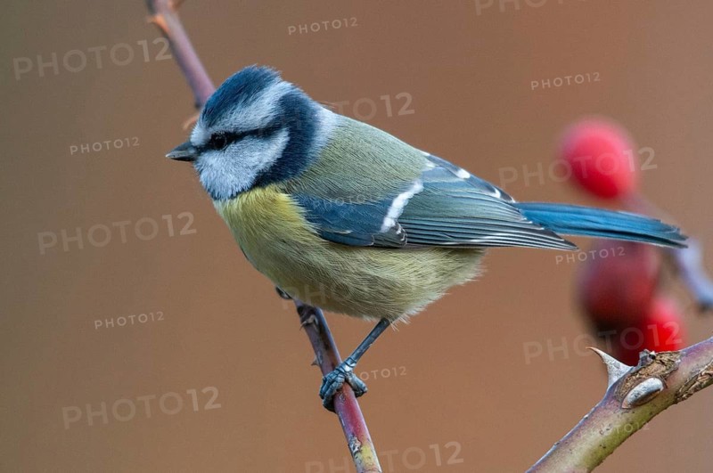 Blue tit, parus caeruleus, autumn, birds, autumn, tits, passeri, songbirds, songbirds, tits, birds