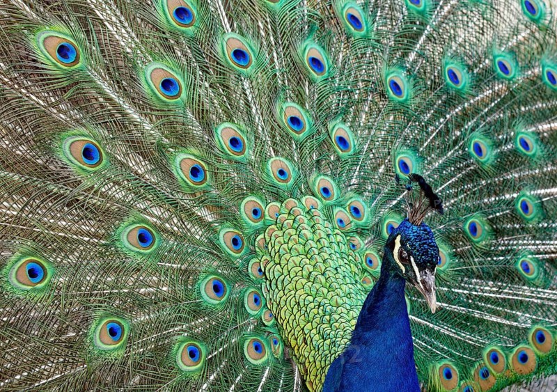 Animal portrait: Indian peafowl (Pavo cristatus), galliform bird, pheasant-like, male, impress, peacock display, Asian peacocks, courtship, crest, captive, distribution, India