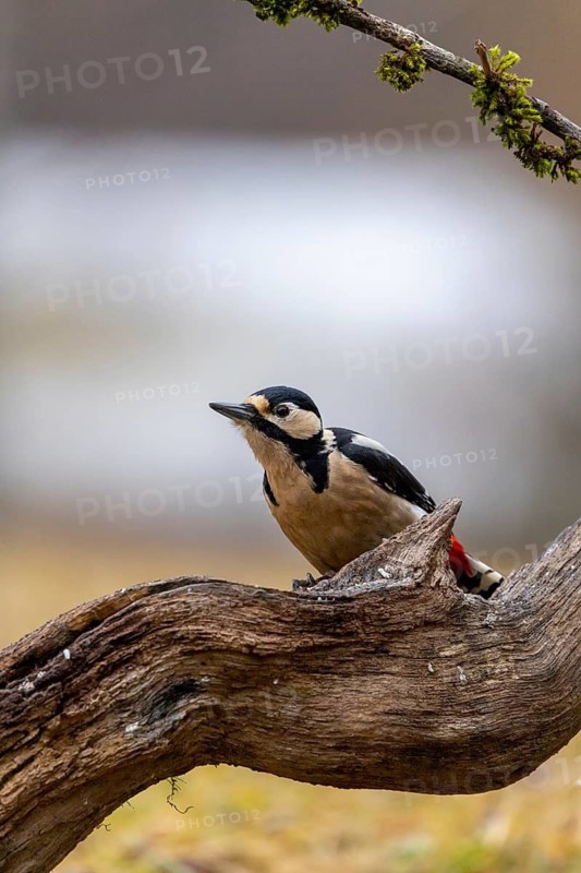 A woodpecker surveys its surroundings from a twisted branch, Great Spotted Woodpecker (Dendrocopos major) on a tree trunk, male, Baden-Württemberg, Germany