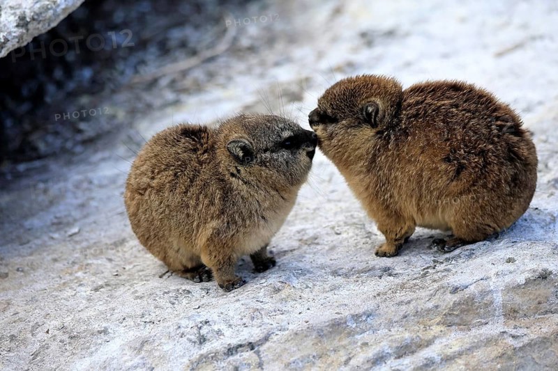 Klippschliefer (Procavia capensis), juveniles, alert, two, Stony Point, Betty's Bay, Western Cape, South Africa