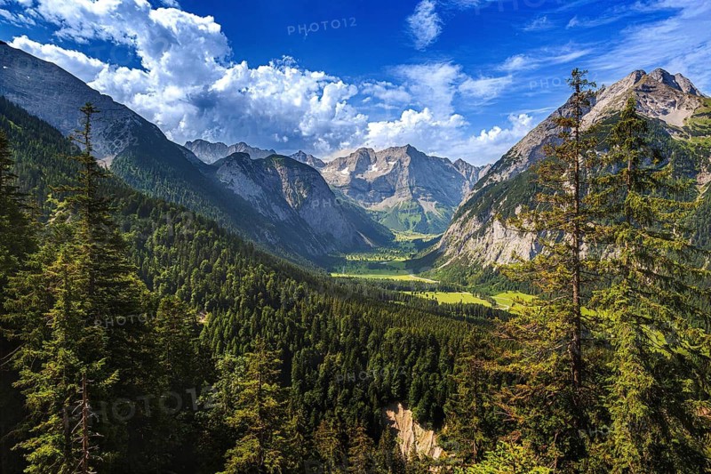 Large maple soil in the Karwendel nature park Park in Rißtal, Hinterriß, Tyrol, Austria