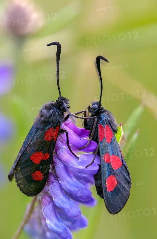 Wet meadow ram, five-spot burnet, clover ram, marsh horn clover ram, zygaena trifolii, blood droplets, high size, portrait format, insects, moths, moths, moths, butterflies, ram