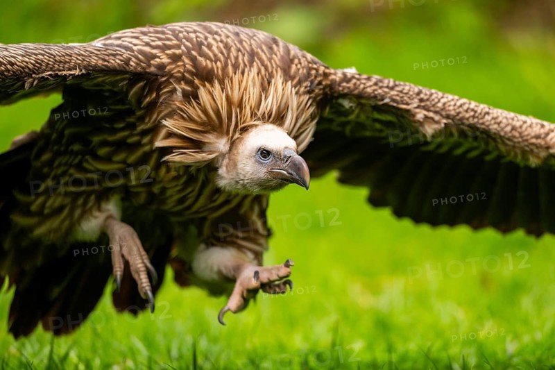 Griffon Vultures (Gyps fulvus) starts flying from a meadow in spring, bavaria, Germany