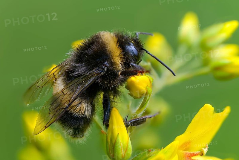 Apidae, bees, bombus terrestris, dark bumblebee, hymenoptera, buff-tailed bumblebee, bumblebee, insects, large earth bumblebee