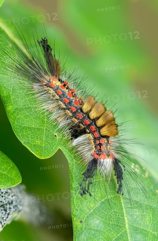 Brush spinner, owl moth, small brush spinner, Lymantriinae, noctuidae, orgyia antiqua, sloe spinner, carrier spinner, butterfly, high size, portrait format, inchworm, insects, moths, moths, moths, moth, caterpillar, rusty tussock moth, butterfly, vapourer