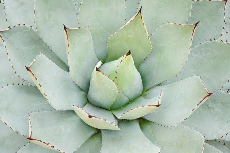 Parrasana Agave (Agave parrasana), leaves, native to Mexico, North Rhine-Westphalia, Germany