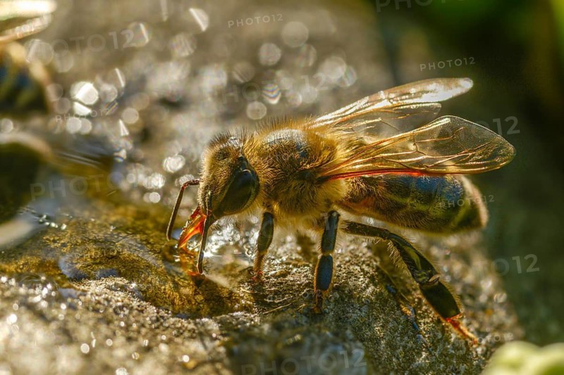 Apidae, apis mellifera, bees, European honey bee, European honeybee, hymenoptera, western honey bee, honey bee, honey bee, honey bee, insects, drink, water, watering place