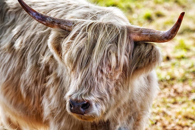 Scottish highland cattle with characteristic long fur on pasture, portrait, free-range, Holzminden, Weser Hills, Lower Saxony, Germany