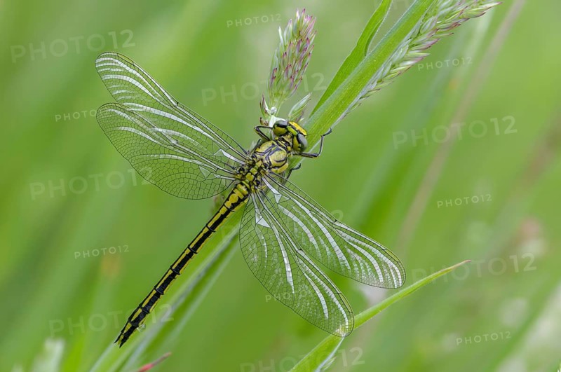 Rivermaids, Gomphidae, Gomphus Pulchellus, Wedgemaid, Western Clubtail, Western Wedge Maiden, Anisoptera, Damselflies, Dragonflies, Insects, Dragonflies, Odonata, Y12