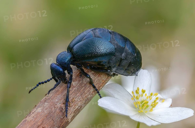 Anemone nemorosa, blue mayworm, bush anemone, buttercup, mayworm, meloe cf violaceus, meloid beetle, ranunculaceae, purple oil beetle, beetle, coleoptera, flora, insects, beetles, oil beetle, plants, plants, thimbleweed, windflower, wood anemone, wood anemone, oil beetle