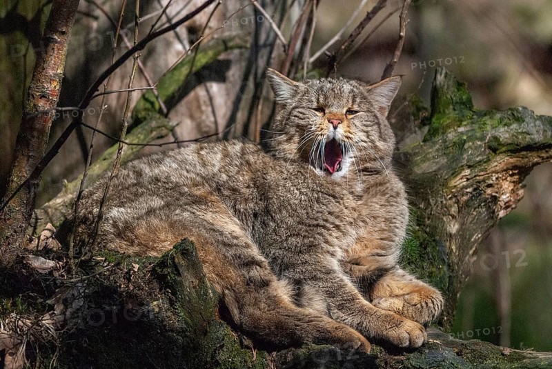 Carnivora, felis silvestris, predators, wildcat, mammals, raptors, mammals