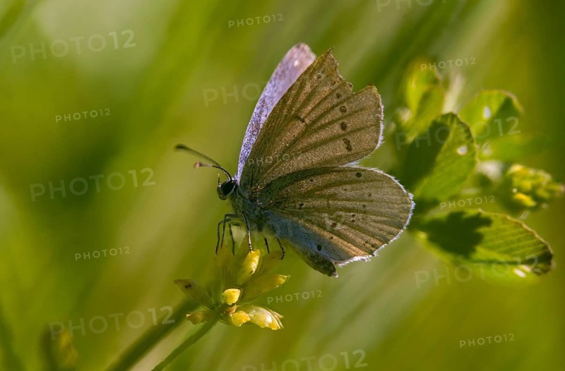 Cyaniris semiargus, mazarine blue, polyommatus semiargus, red clover blue, purple forest blue, butterfly, insects, butterflies, butterflies