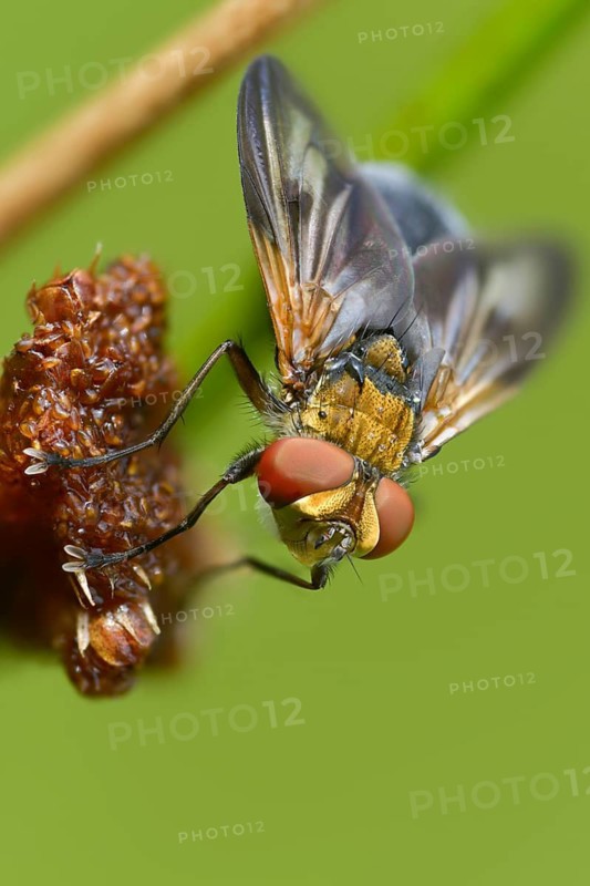 Blue iridescent bedfly, pattern-winged bug tachinid fly, phasia hemiptera, caterpillar flies, tachinidae, bedbug fly, diptera, high size, portrait format, insects, two-winged