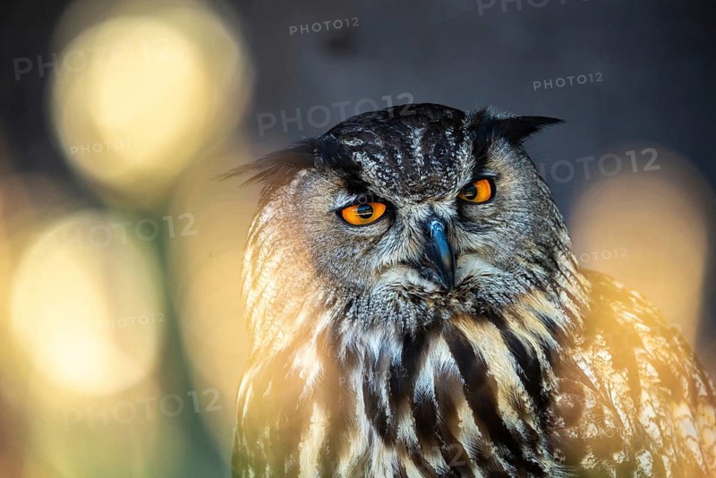 Bubo Bubo, Eagle Owl, Eagle Owl, Birds, Owls, Strigiformes, Birds
