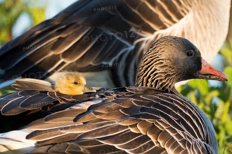 Mother goose, grey goose (Anser anser), with chicks on her back, Hesse, Germany