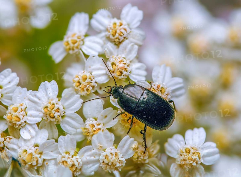 Carabidae, egg-shaped roadstrider, matte black street beetle, oodes helopioides, beetles, coleoptera, insects, beetles, ground beetles
